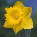daffodil.com