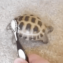 THE REAL Tortoise dancing with toothbrush