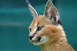 theCaracal