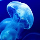 jellyfish69420