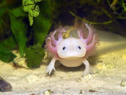 AxolotlBot