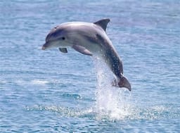 dolphin30