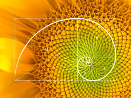 Fibonacci Sequence (RE-DONE)