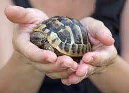 Turtle spirograh