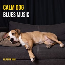 download-calm-dog-relaxing