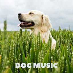 download-dog-music-dog-music