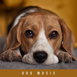 album-music-for-dog-music