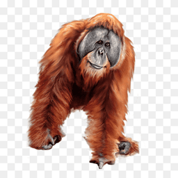 the orangutans