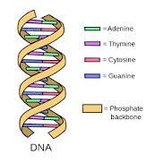 DNA Converter