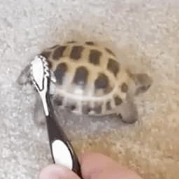 THE REAL Tortoise dancing with toothbrush