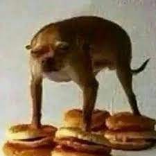 funny burger dog