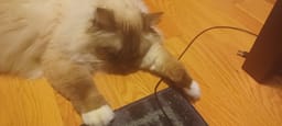catmajor