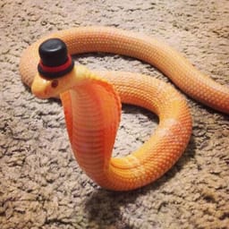 replit snake