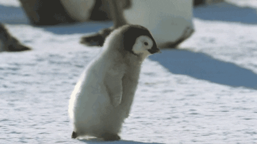 polish-penguin-dev