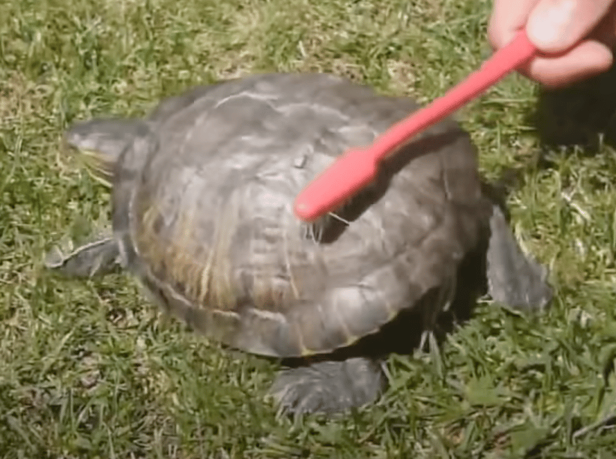 tortoise dancing with toothbrush (not clickbait)